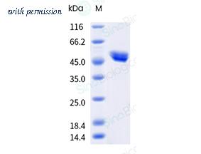 Sino Biological 41074-V08H image 1