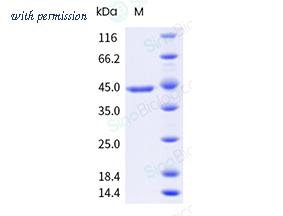 Sino Biological 41076-V08B image 1