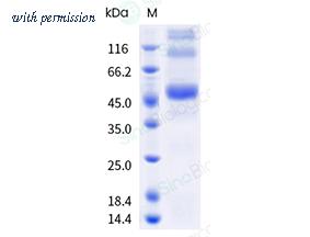 Sino Biological 41076-V08B1 image 1