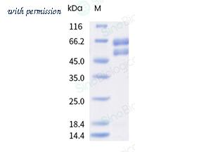 Sino Biological 41082-V08H image 1