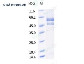 Sino Biological 41083-V08H image 1