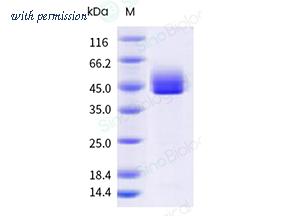 Sino Biological 41094-V08H image 1