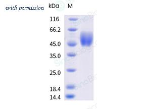 Sino Biological 41095-V07H image 1