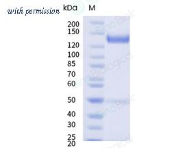Sino Biological 50942-M02H image 1