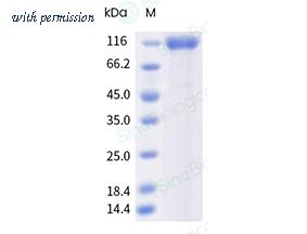Sino Biological 50942-M08H image 1