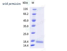 Sino Biological 53956-M07E image 1