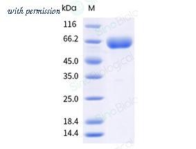 Sino Biological 5A0666-M49H-B image 1