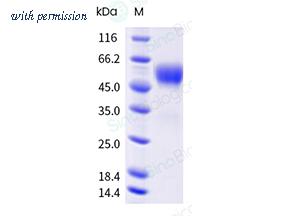 Sino Biological 65184-T08H image 1