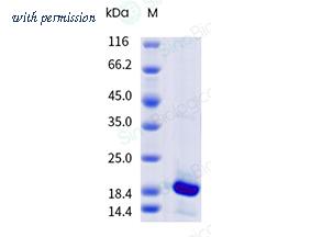 Sino Biological 65186-T08H image 1