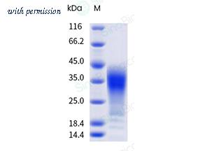 Sino Biological 65188-T08H image 1