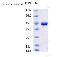 Sino Biological 70277-D08H image 1
