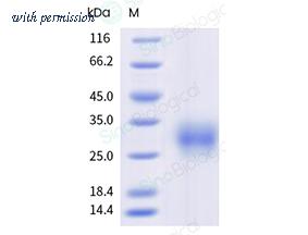 Sino Biological 8A5336-R08H image 1