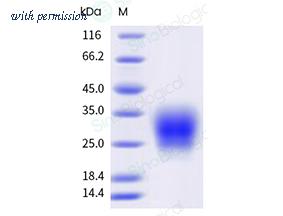 Sino Biological 8A5336-R08H1 image 1