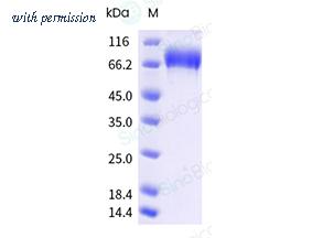 Sino Biological 90088-C07H1 image 1