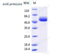 Sino Biological 907-BPAG0050 image 1