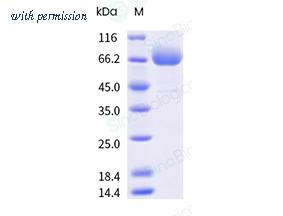 Sino Biological 91010-C49H-B image 1