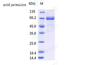 Sino Biological 91078-C08H image 1