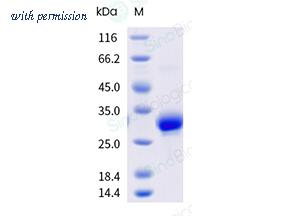Sino Biological 91094-C08H image 1