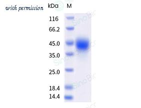 Sino Biological CC176-V2208H image 1