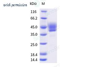 Sino Biological CT038-H02H image 1