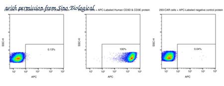 Sino Biological CT038-H2586H-SA image 1
