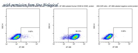 Sino Biological CT038-H2586H-SD image 1