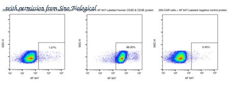 Sino Biological CT038-H2586H-SG image 1