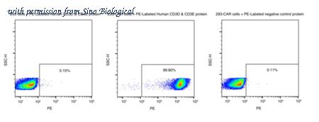 Sino Biological CT038-H2586H-SP image 1
