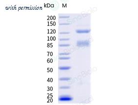 Sino Biological CT069-H2508H-B image 1
