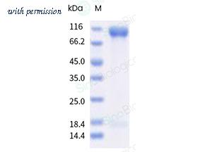Sino Biological CT125-VNAS-B image 1
