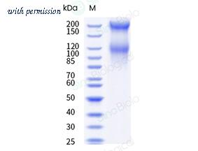 Sino Biological CT158-H2508H image 1