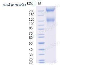 Sino Biological CT159-C2508H image 1