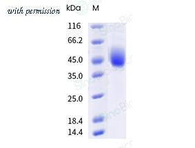 Sino Biological CT174-H08H image 1