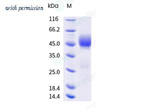 Sino Biological CT174-H49H-B image 1