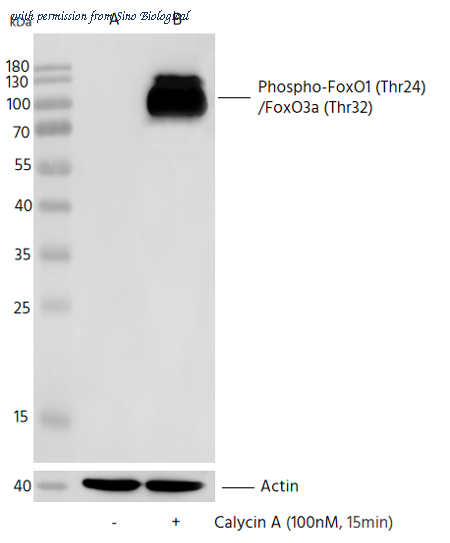 Sino Biological 111294-R0008 image 1