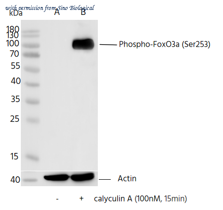 Sino Biological 111299-R0015 image 1