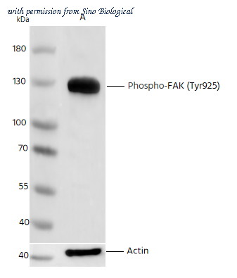 Sino Biological 111404-R0001 image 1