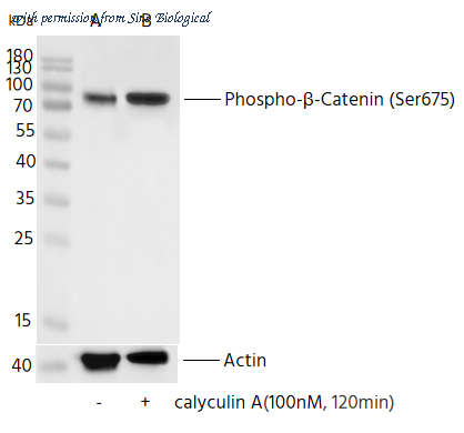 Sino Biological 111535-R0057 image 1