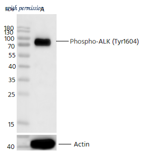 Sino Biological 111749-R0002 image 1