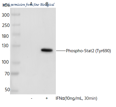 Sino Biological 111963-R0001 image 1