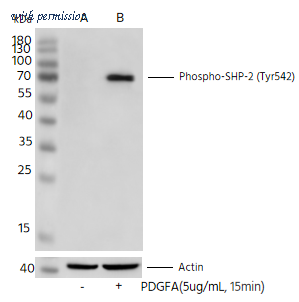 Sino Biological 111982-R0001 image 1
