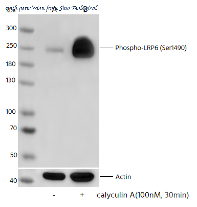 Sino Biological 111994-R0002 image 1