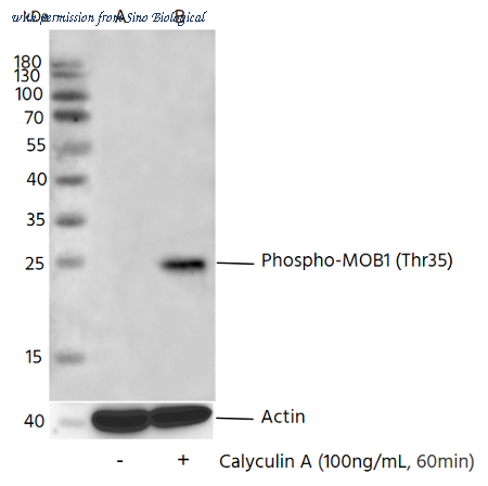 Sino Biological 112042-R0004 image 1