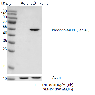 Sino Biological 112061-R0003 image 1
