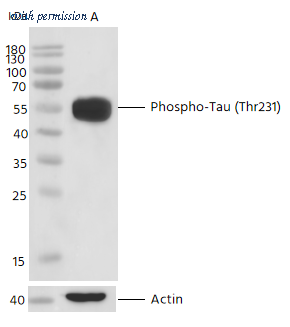 Sino Biological 112067-R0022 image 1