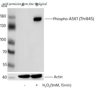 Sino Biological 112075-R0005 image 1