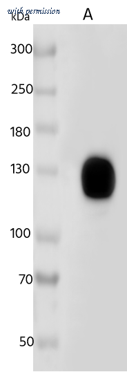 Sino Biological 11215-R284 image 1