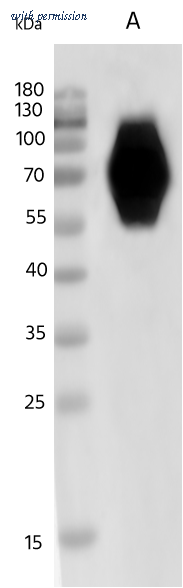 Sino Biological 40997-MM05 image 1