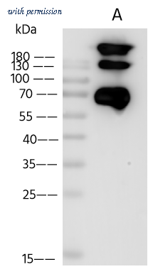 Sino Biological 40997-R034 image 1