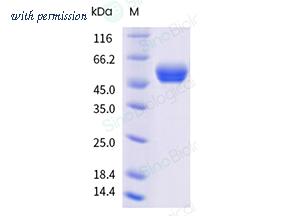 Sino Biological 10073-H49H-B image 1